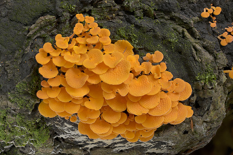 Favolaschia claudopus